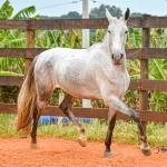 LOTE 017 - BETANIA DA NOVA TRADIÇÃO