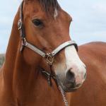 LOTE 008 - WV CASH MAN EAS