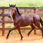 LOTE 016 - BADOKE DA NOVA TRADIÇÃO