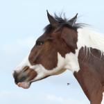 LOTE 009 - SUZYE EASY TOO YBJ