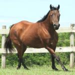 LOTE 019 - SHOW PEP AD