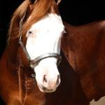 LOTE -200 - SMART CHIC DUNIT (Coberturas)