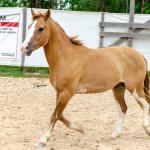 LOTE 015 - APACHE ESM DA PPMP