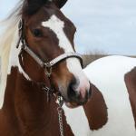 LOTE 009 - SUZYE EASY TOO YBJ