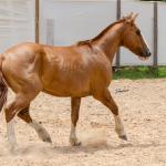 LOTE 016 - CALIBRE ESM DA PPMP