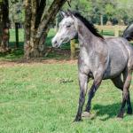 LOTE 007 - ALMA BEST GUN