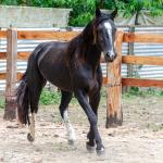 LOTE 019 - CACIQUE ESM DA PPMP