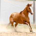 LOTE 016 - CALIBRE ESM DA PPMP