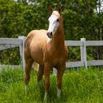 LOTE 010 - FLY GUNNER OP´DF