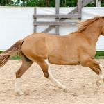 LOTE 015 - APACHE ESM DA PPMP