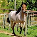 LOTE 001 - HULK REY STAR MIME