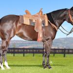 LOTE 001 - AMERY SHOW