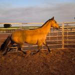 LOTE 004 - DAKOTA BARS LADY