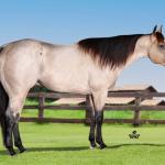 LOTE 008 - HERMES HANCOCK BPC
