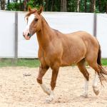 LOTE 016 - CALIBRE ESM DA PPMP