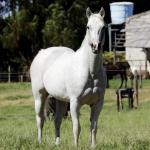 LOTE 010 - ZANICA HAIDAS PEP