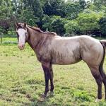 LOTE 010 - PRINCES MEL