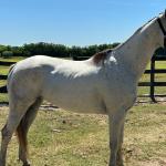 LOTE 009 - HIGH BELLA MG2