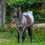 LOTE 009 - MARY HESACAT STEEL