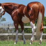 LOTE -200 - SMART CHIC DUNIT (Coberturas)