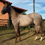 LOTE 011 - QUEEN STREAKIN KEYS
