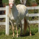 LOTE 023 - STYLISH DUN IT