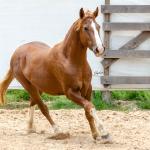 LOTE 018 - FANTASMA ESM DA PPMP