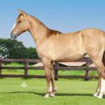 LOTE 021 - ATHENA MSM