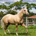 LOTE 012 - MARECHAL WHIZ