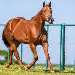 LOTE 001 - KIARA SHINERS