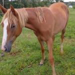 LOTE 017 - CANELA