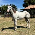 LOTE 009 - HIGH BELLA MG2