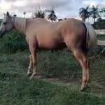 LOTE 012 - YELLOW HEAVENS DOC