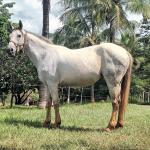 LOTE 016 - PEPITA TROUBLE JAY