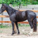 LOTE 019 - CACIQUE ESM DA PPMP