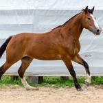 LOTE 014 - BONECA ESM DA PPMP