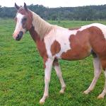 LOTE 016 - BANDIT