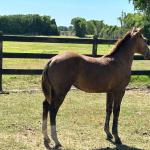 LOTE 017 - LIZ HICKORY DPLC