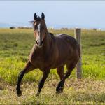 LOTE 005 - SMARV BEE DEE