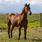 LOTE 004 - MISS PLAY DEE