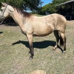 LOTE 011 - TILLY MELODYS MG2