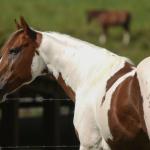 LOTE 017 - LEASE CANNONAZE RS - TE