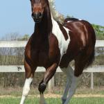 LOTE 005 - ZAN CODY CIELO YBJ