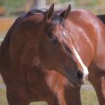 LOTE 014 - EMBRIÃO A EFETIVAR - BENETT DASH BULLION x TWIG LADY AG