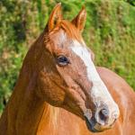 LOTE 014 - EMBRIÃO A EFETIVAR - BENETT DASH BULLION x TWIG LADY AG