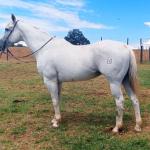LOTE 002 - WR GRAY GOOSE