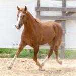LOTE 018 - FANTASMA ESM DA PPMP
