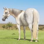 LOTE 002 - STAR DOCBADGERS DOLL - 3x1