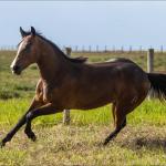 LOTE 005 - SMARV BEE DEE