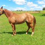 LOTE 004 - CANDY HICKORY DHL